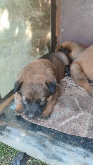 Песики Цуценята Бельгійської  вівчарки  щенки Малінуа  1.5міс
