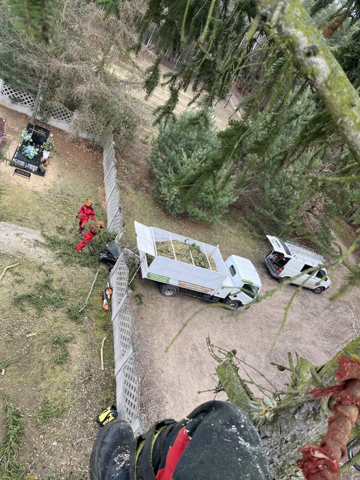 Wycinka i pielęgnacja drzew