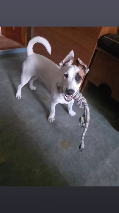 Кабелек молодой Джек Рассел