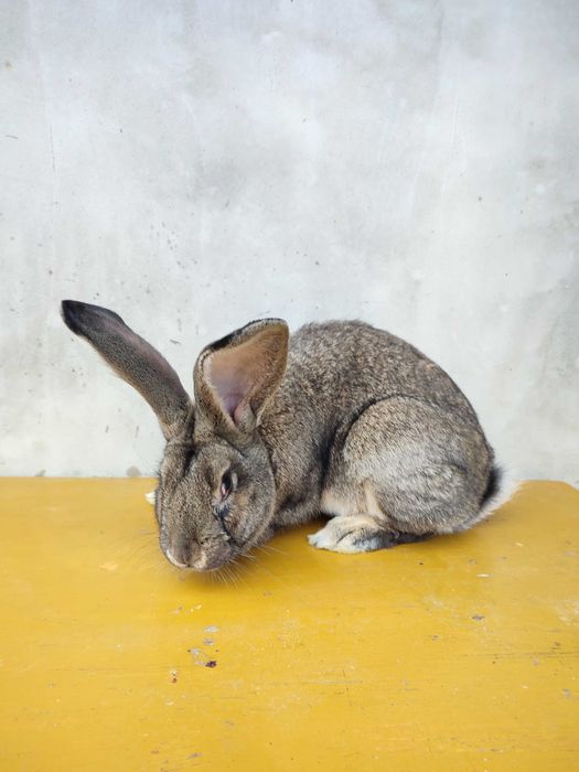 Królik Belg olbrzym samiec