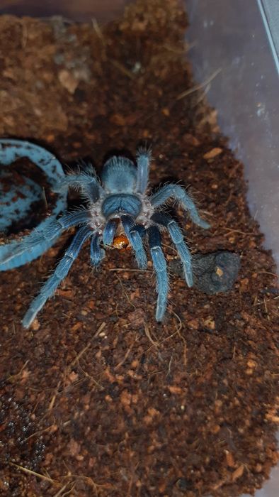 aphonopelma seemanni 2dc samiec