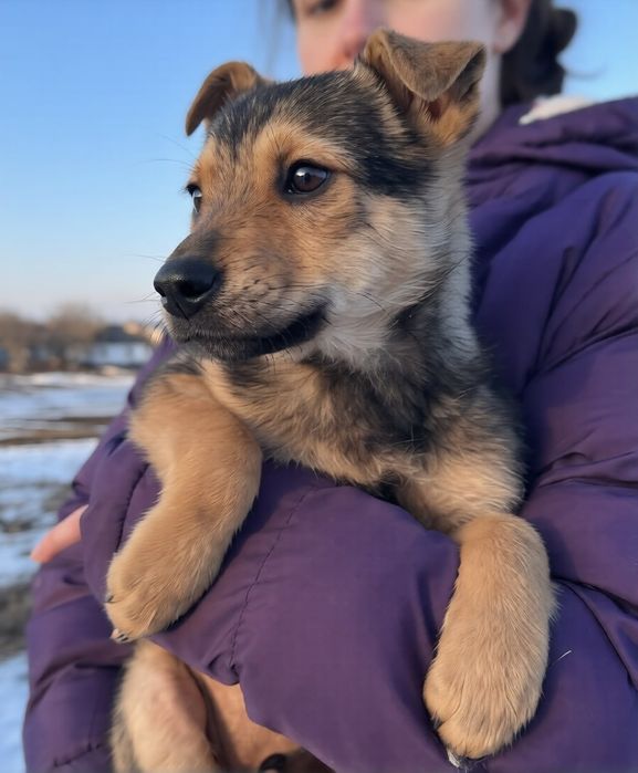 Віддам цуценя в добрі руки! ТЕРМІНОВО