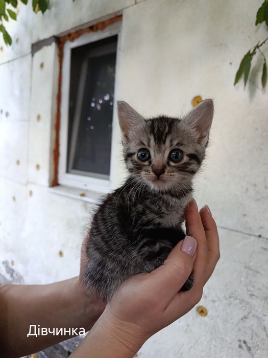 Кошенята безкоштовно