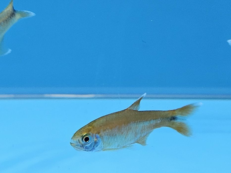 Miedzik już od 4.50/szt