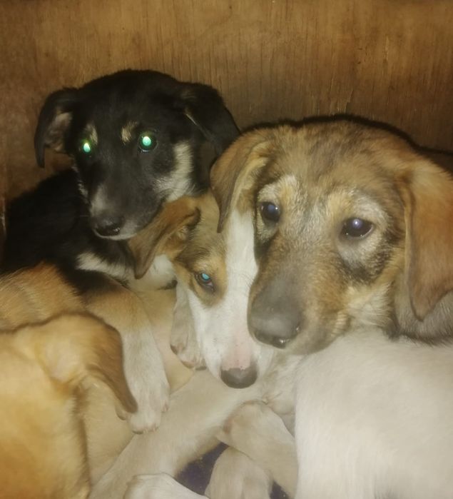 Отдам даром в добрые руки щенков