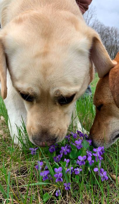 В"язка,Палевий Лабрадор Ретрівер