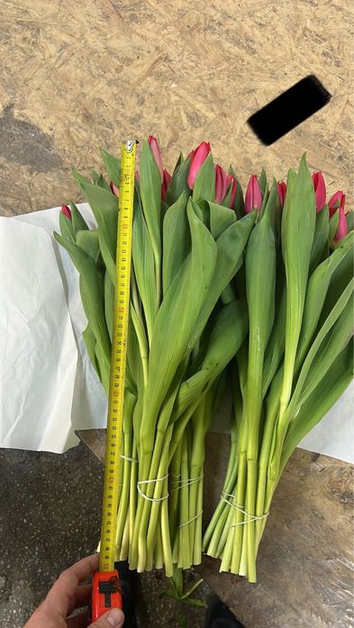 Заголовок: Тюльпани оптом Ужгород | Місцевий тюльпан | Голландський