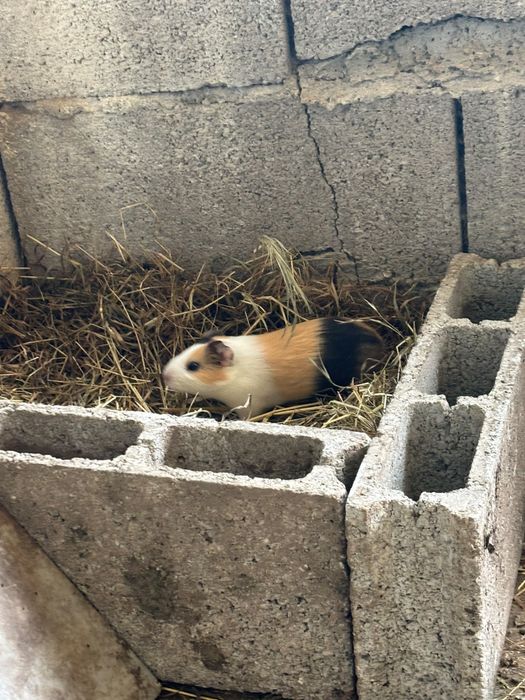 animais para companhia
