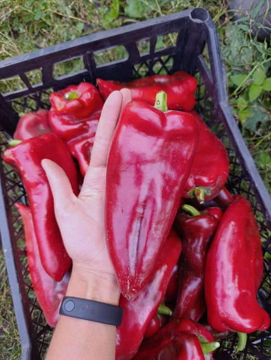 Насіння солодкого перцю