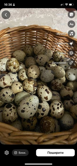 Продаю домашніх бройлерів та перепілок