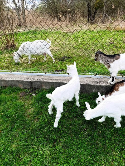 Козенята кози місячні