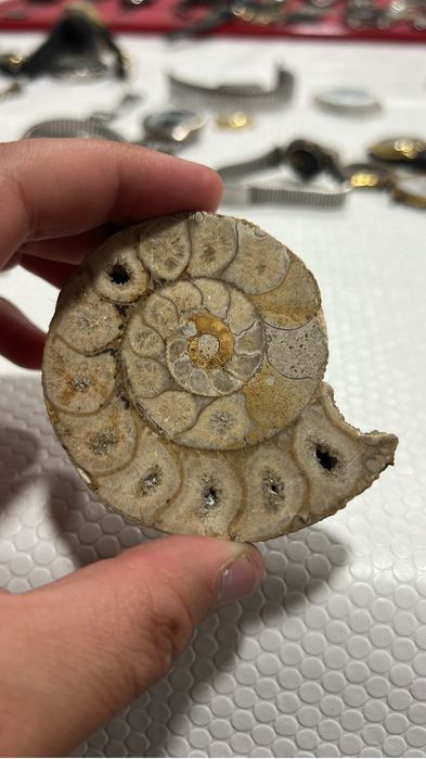 Amonite Fossil colecao