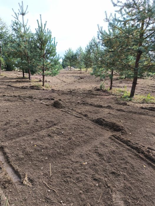 Czyszczenie działek,wycinka drzew,rekultywacja terenów,niwelacje