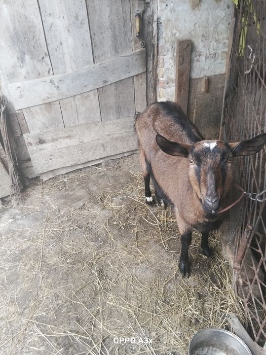 Продам дійну козу