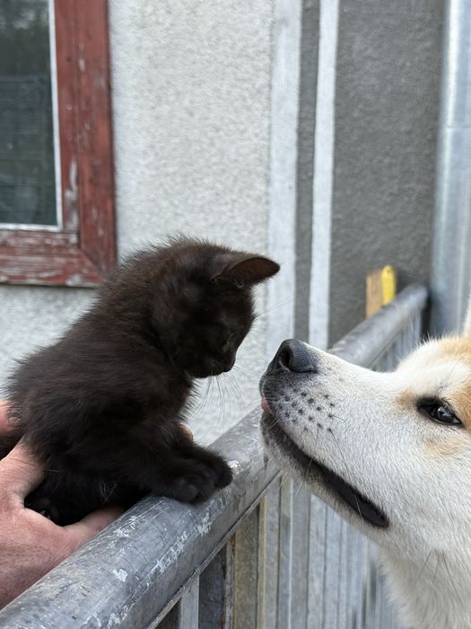 Кошеня хлопчик , у добрі руки