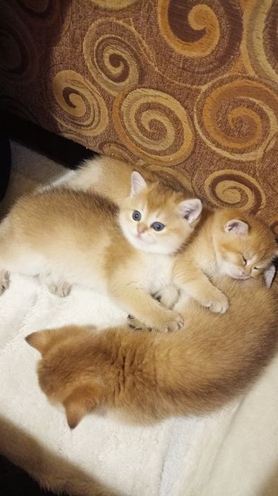 Золоті малюки британці