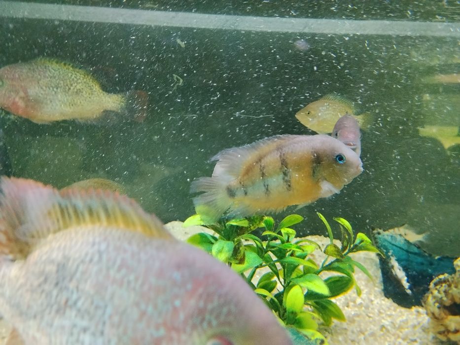Pielęgnica Cuttera zwana niebiesko oka