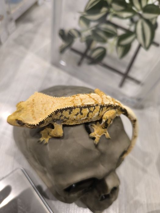 Gekon orzęsiony samiec