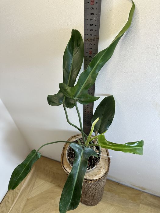 Філодендрон Philodendron  Jerry Horne Т 27