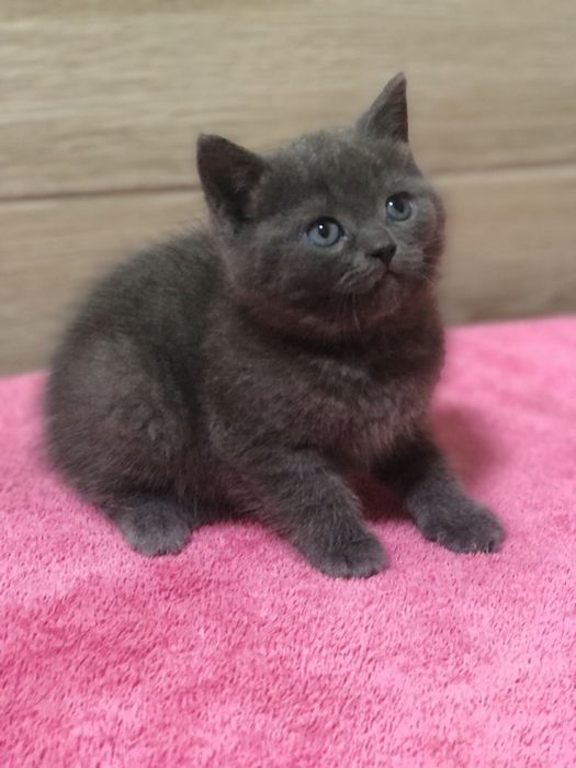 Британська дівчинка!