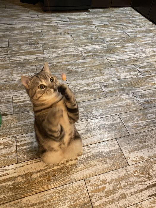 Благородный шотландец Мажор ( скоттиш страйт)