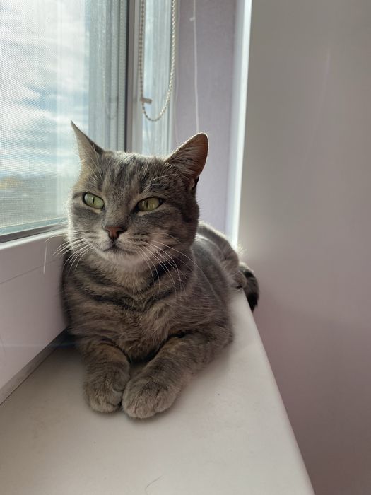 Мурочка шукає домівку