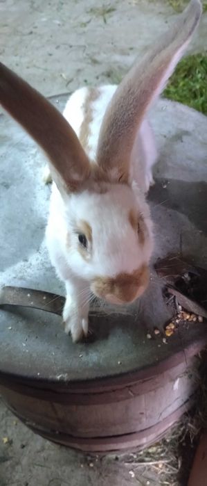 Srokacz Żółty samiec