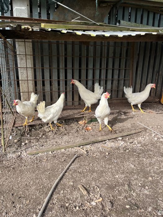 Galinhas Leghorn