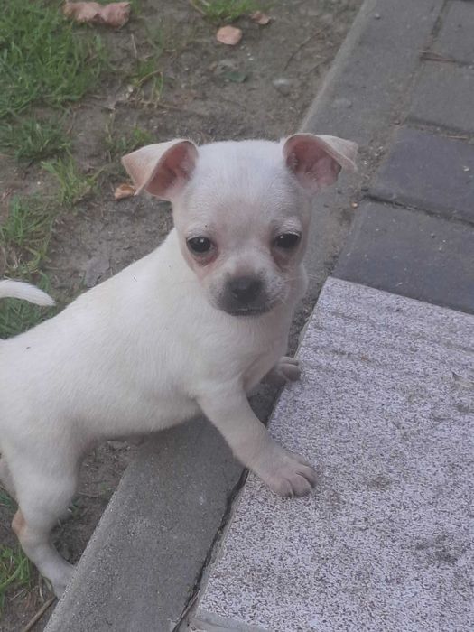 Chihuahua suczka