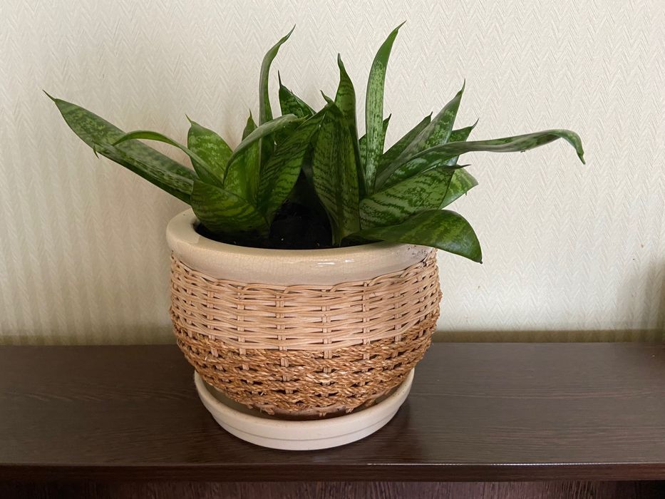 Комнатный цветок Сансевиерия Хана низкорослая