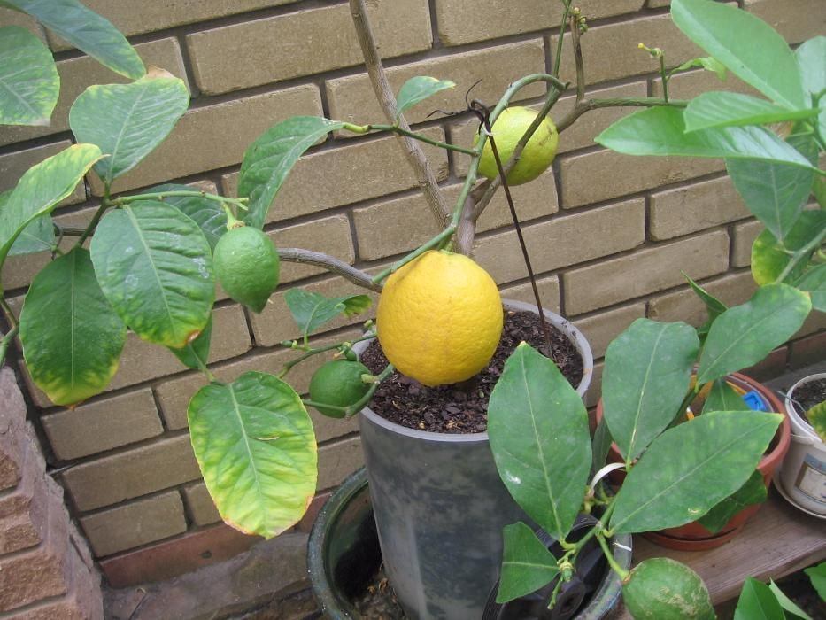 саджанцы  лимона