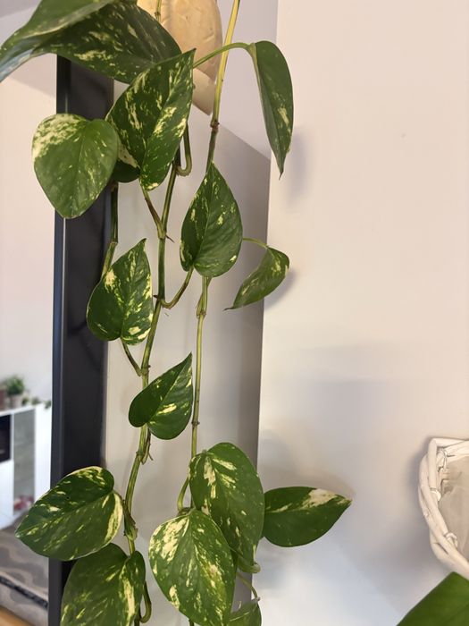 Epipremnum zlociste