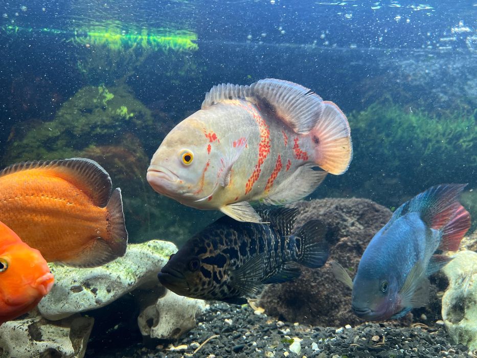 Віддам акваріумних рибок