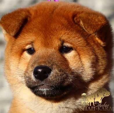 Яскравий хлопець Шиба/сіба-іну