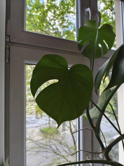Monstera roślina 150 cm