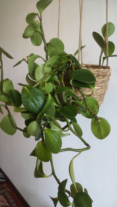 Пеперомія в кашпо