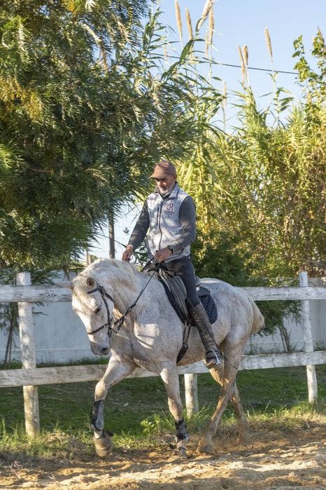 Egua Luso-Anglo montada, bom carácter