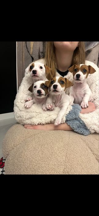 Jack Russell Terrier