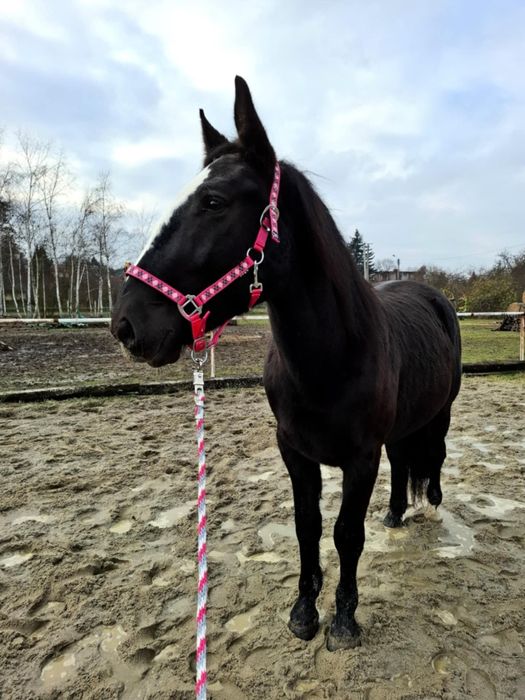 Koń 3-letni na sprzedaż