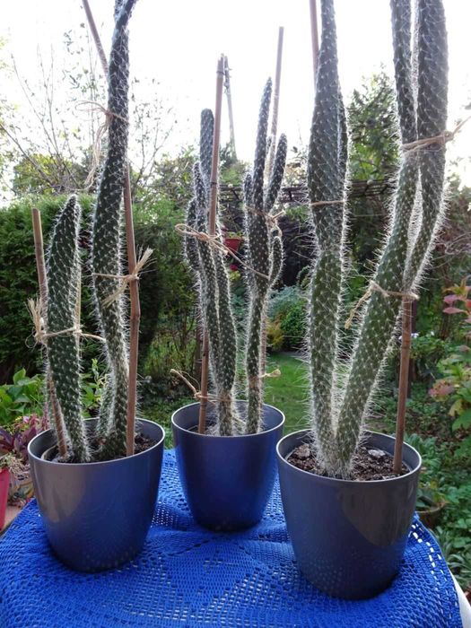 Opuncja białowłosa kaktus kaktusy wysokie