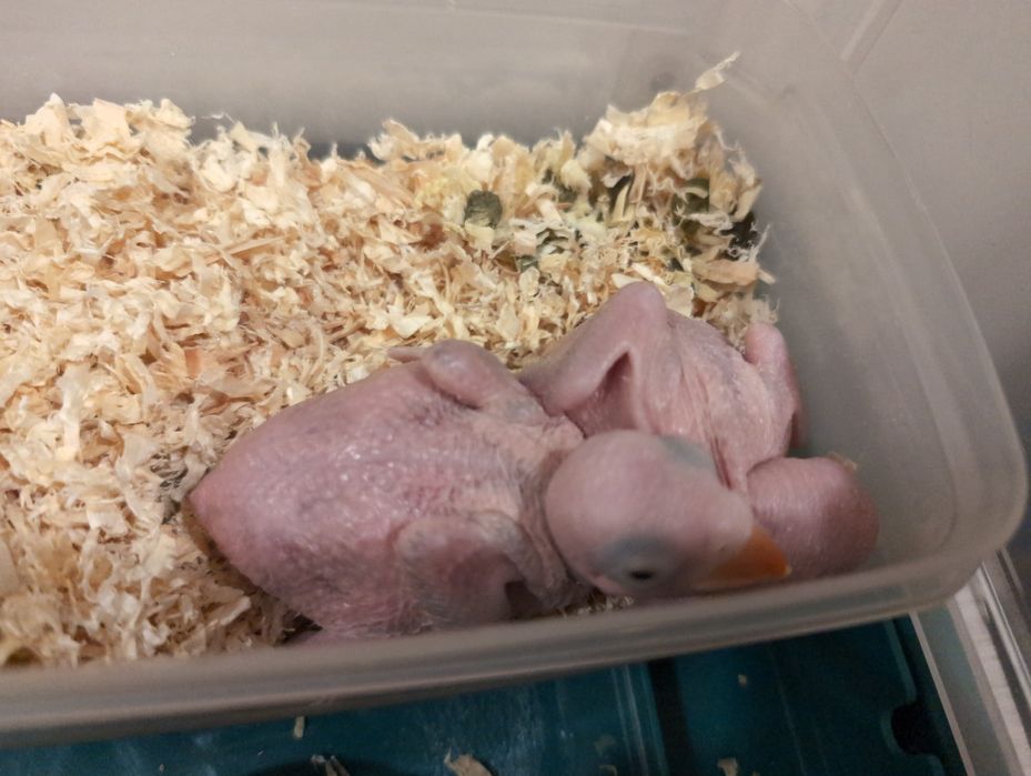 Ring necks para criar a mão