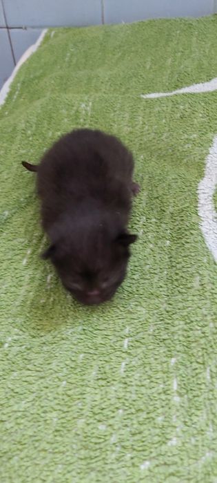 Бурманские котята  (бурма)