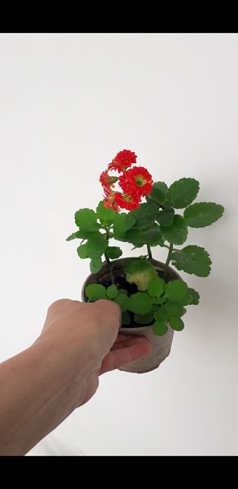 Кімнатні квіти різні