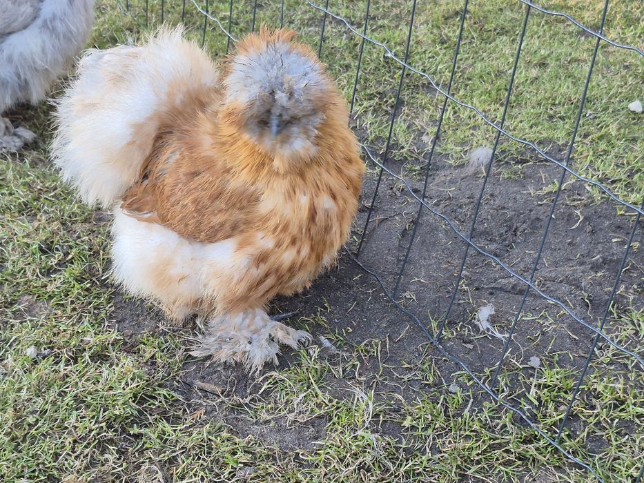 Jaja lęgowe silki Usa łódzkie