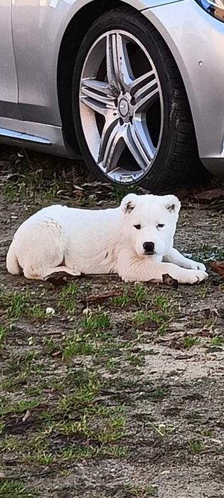 Owczarek środkowoazjatycki azjata