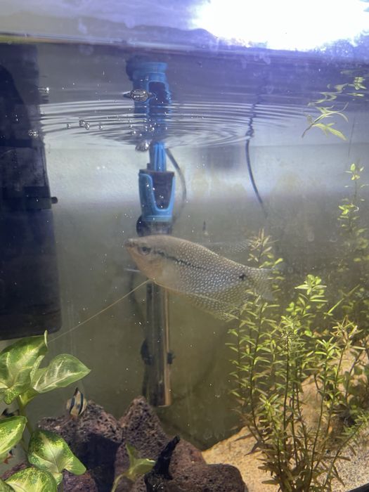 Aquário 87Litros Plantado C/ rochas e troncos + Fauna