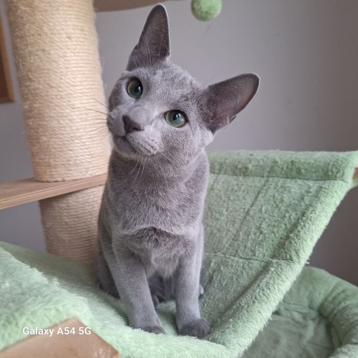 Kocurek rosyjski niebieski