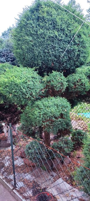 Bonsai ,jałowiec formowany