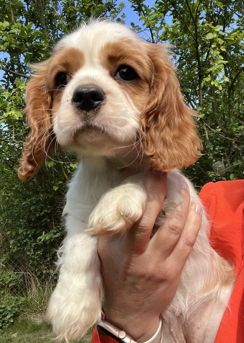Cavalier King Charles Spaniel suczka ZKwP/FCI