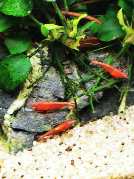 10 Camarão Red Cherry